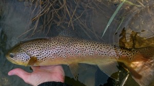 successful April fly fishing brown trout haven west branch delaware