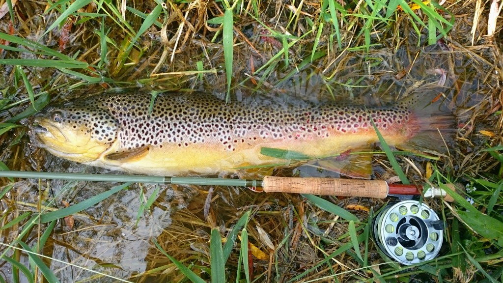 Spruce Creek PA Monster Wild Brown Trout Black Ant Best Brown Trout on Dry Flies