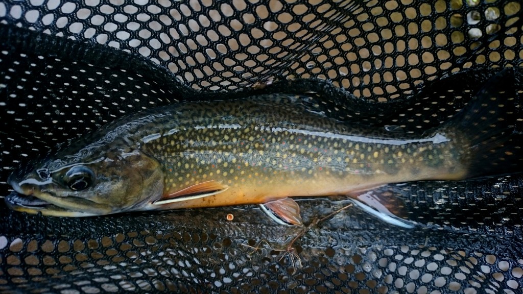 Native Brook Trout Trout Haven