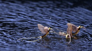 mayflies-mating