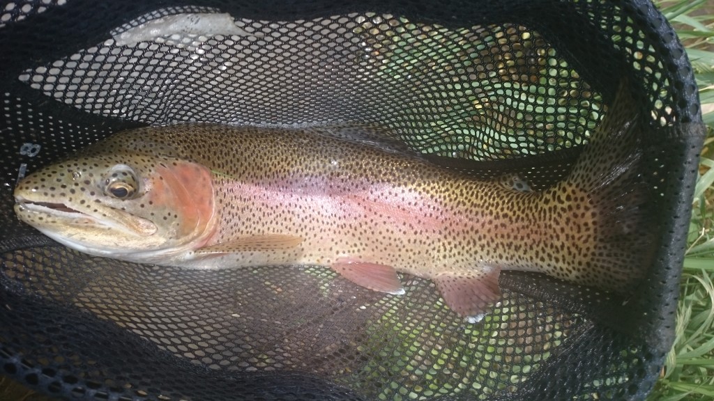 Pennsylvania Trout Season 2016 Trout Haven