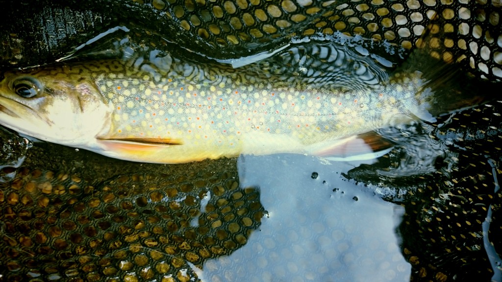 Native Brook Trout Trout Haven