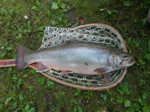 Big SC brookie