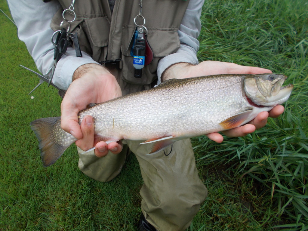 Best Brook Trout of 2015 Trout Haven