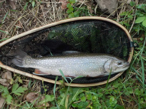 spucecreekbrookie