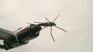 Leggy Stonefly