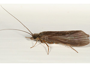 grannom-type-caddis