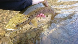 successful April fly fishing brown trout haven west branch delaware