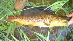 Brown Trout Spruce Creek May 2017 Fly Fishing