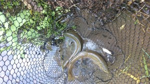 Best Brown Trout on Dry Flies Hopper-Dropper Dry-Dropper Parachute Adams Spruce Creek PA