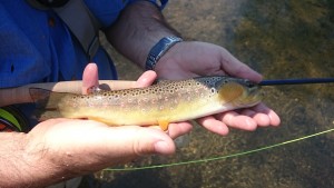 Pennsylvania Trico Hatch Spruce Creek Fly Fishing Central PA Wild Brown Trout