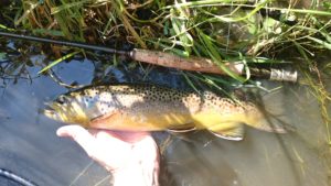 early morning streamer fishing spruce creek pa Trout Haven