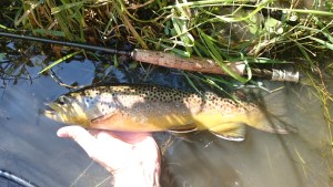 Best Brown Trout on Dry Flies Size 22 Male Trico Wild Brown Trout Spruce Creek PA