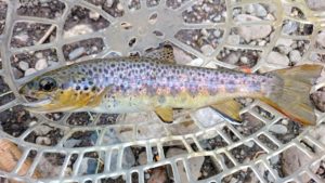 wild brown trout the pecos river new mexico Pecos River Dry Fly Fishing