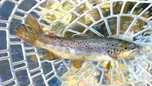 wild brown trout the pecos river new mexico Pecos River Dry Fly Fishing