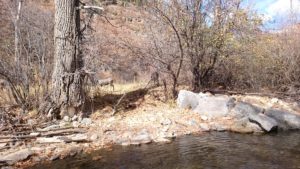 mule deer fly fishing the pecos river new mexico Pecos River Dry Fly Fishing