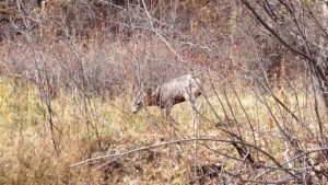 mule deer fly fishing the pecos river new mexico Pecos River Dry Fly Fishing