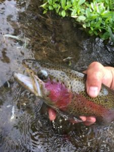 early morning streamer fishing spruce creek pa Trout Haven