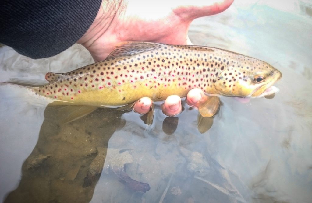 Trout Haven Brown Trout Valley Creek Pennsylvania Valley Forge Historic National Park