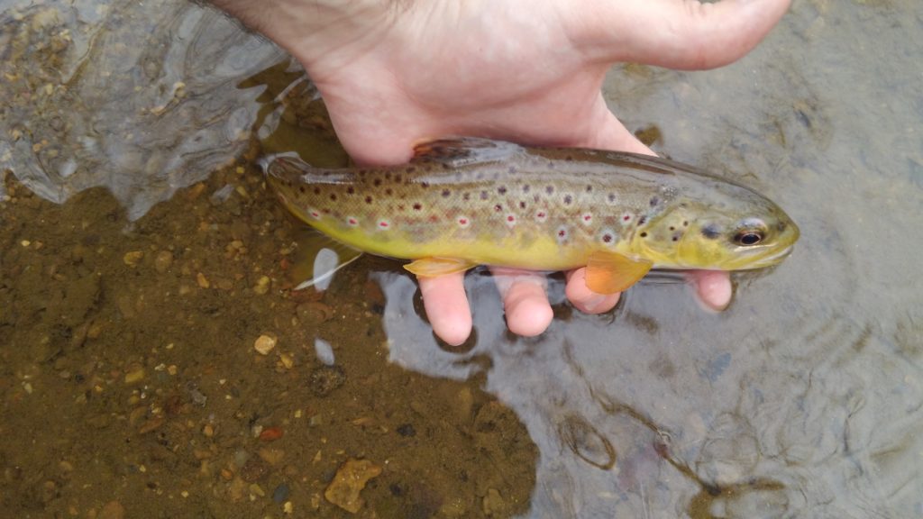 Brown Trout in Valley Creek at Valley Forge Historic National Park Pennsylvania