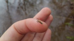 Dry Fly Valley Creek Pennsylvania