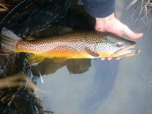PA Fly Fishing Spring 2017 Brown Trout