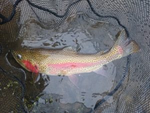 PA Fly Fishing Spring 2017 Rainbow Trout