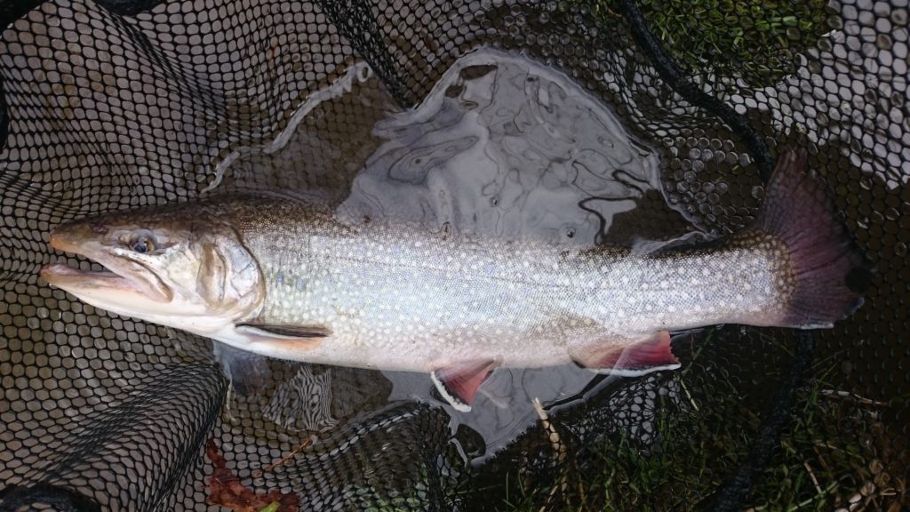 PA Fly Fishing Spring 2017 First Trout of the Spring Season