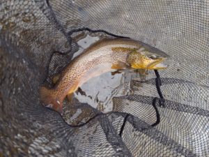 Winter Streamer Fishing in NJ