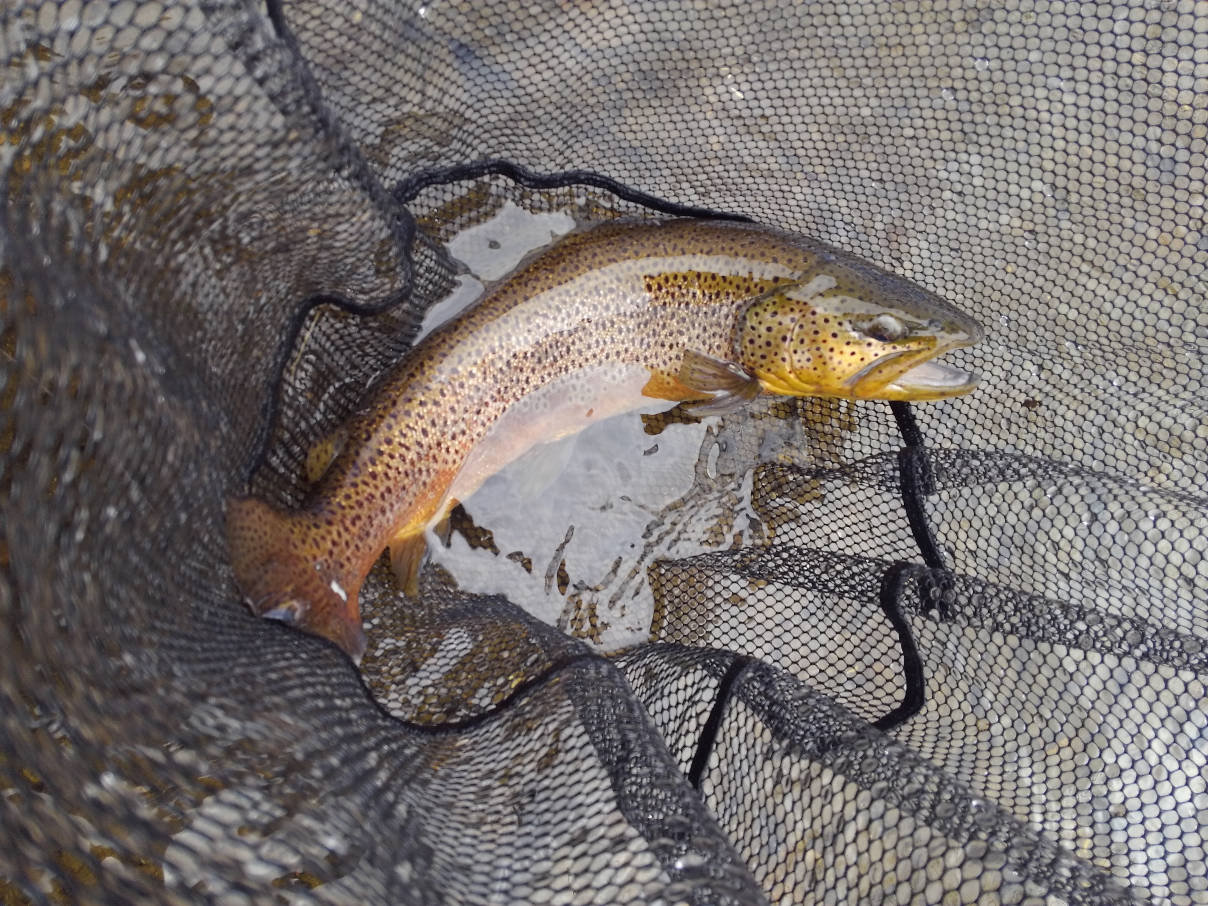 Winter Fly Fishing: Throwing Streamers in NJ - Trout Haven
