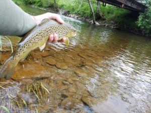 Green Drake West Branch Delaware River Tributary Native Brook Trout Streams Brown Trout