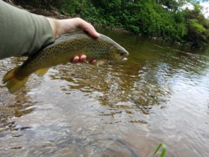 Green Drake West Branch Delaware River Tributary Native Brook Trout Streams Brown Trout