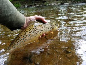 Green Drake West Branch Delaware River Tributary Native Brook Trout Streams Brown Trout