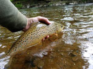 Green Drake West Branch Delaware River Tributary Native Brook Trout Streams Brown Trout