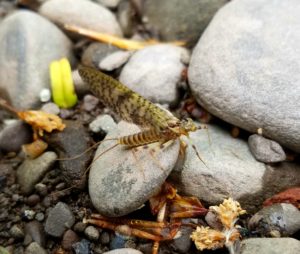 Green Drake West Branch Delaware River Tributary Native Brook Trout Streams