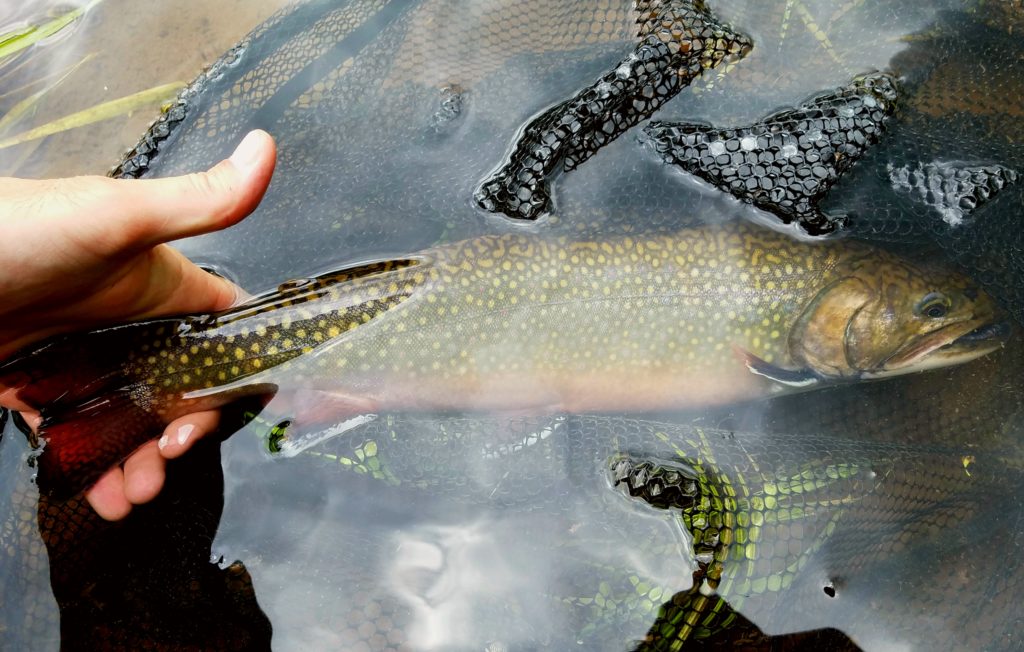 Green Drake West Branch Delaware River Tributary Native Brook Trout Streams