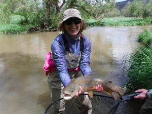 PA Fly Fishing Spring 2017 Spruce Creek Brown Trout