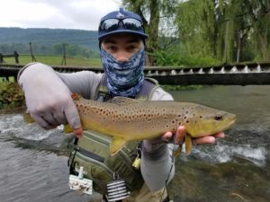 terrestrial dry flies spruce creek trout haven brown trout