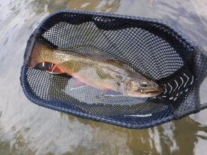 Summer Fly Fishing in Central PA brook trout japanese beetle terrestrial