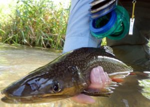 Summer Fly Fishing in Central PA brook trout trico