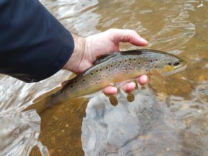 Pennsylvania Winter Fly Fishing Trout Haven PA wild brown trout