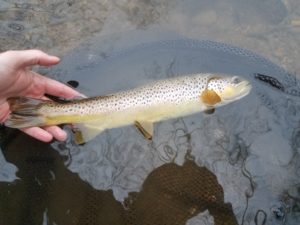 Pennsylvania Winter Fly Fishing Trout Haven PA wild brown trout