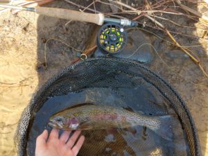 Pennsylvania Winter Fly Fishing Trout Haven PA rainbow trout