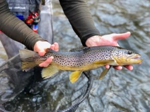 Pennsylvania Winter Fly Fishing Trout Haven PA wild brown trout