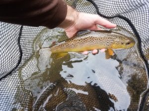 Early Summer PA Fly Fishing brown trout spruce creek Pennsylvania trout haven