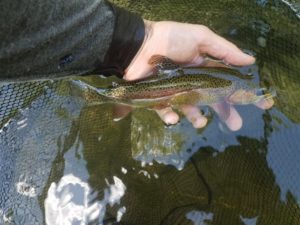 Early Summer PA Fly Fishing wild rainbow trout little lehigh creek Pennsylvania trout haven