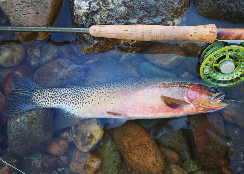 Missoula MT guided fly fishing trip