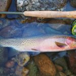 Missoula MT guided fly fishing trip