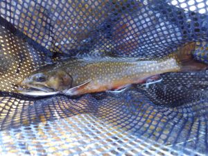 Missoula MT trout fishing