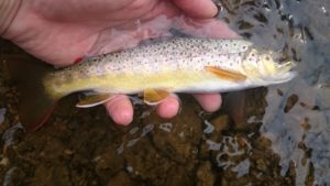 PA Winter Fly Fishing 5 tips for success trout haven valley creek valley forge historic national park